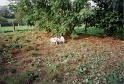 20011025 LE BOSQUET Karen H 01